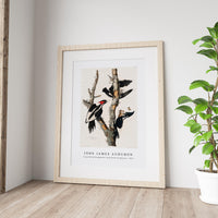John James Audubon - Ivory-billed Woodpecker from Birds of America (1827)