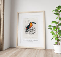 
              Charles Dessalines D'Orbigny - Toucan (Ramphastos)
            