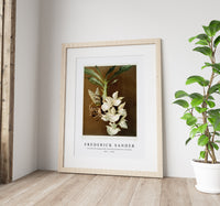 
              Frederick Sander - Catasetum bungerothii from Reichenbachia Orchids-1847-1920
            