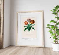 
              Charles Dessalines D'Orbigny - Didier's tulip (Tulipa gesneriana)
            
