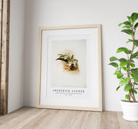 
              Frederick Sander - Angræcum humblotii from Reichenbachia Orchids-1847-1920
            