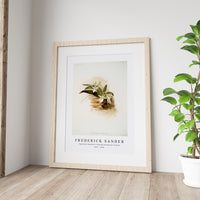 Frederick Sander - Angræcum humblotii from Reichenbachia Orchids-1847-1920