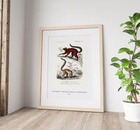 
              Charles Dessalines D'Orbigny - Lemur
            