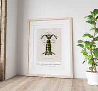 
              Charles Dessalines D'Orbigny - Giant mantis shrimp (Squilla Maculata)
            
