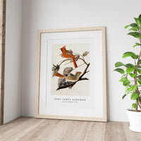 John James Audubon - Cardinal Grosbeak (1811)