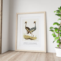 Robert Jacob Gordon - Balearica regulorum grey crowned crane (1777–1786)