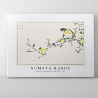 Numata Kashu - Japanese Bunting and Plum Tree illustration from Pictorial Monograph of Birds (1885)