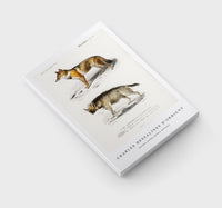 
              Charles Dessalines D'Orbigny - Golden Jackal (Canis Aureus)
            