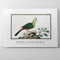 Robert Jacob Gordon - Tauraco corythai Knysna turaco or Knysna lourie (1777–1786)