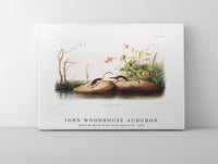 
              John Woodhouse Audubon - American Marsh Shrew (Sorex palustris) from the viviparous quadrupeds of North America (1845)
            