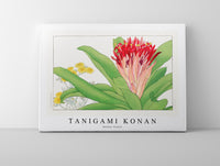 
              Tanigami Konan - Ananas flower
            