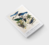 
              John James Audubon - Yellow-Billed Magpie, Stellers Jay, Ultramarine Jay and Clark's Crow from Birds of America (1827)
            