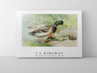 
              J L Ridgway - Mallard Duck (Anas Boschas) Male illustrated by J.L. Ridgway (1859–1947)
            