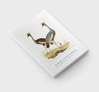 
              Robert Jacob Gordon - Balearica regulorum grey crowned crane (1777–1786)
            