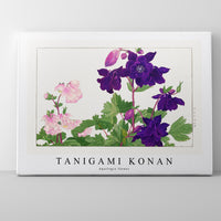 Tanigami konan - Aquilegia flower