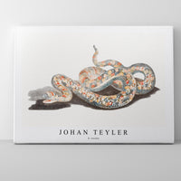 Johan Teyler - A snake