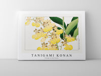 
              Tanigami Konan - Vintage orchid flower
            