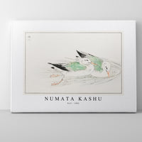 Numata Kashu - Gull illustration from Pictorial Monograph of Birds (1885)