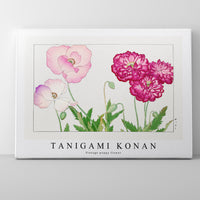 Tanigami Konan - Vintage poppy flower