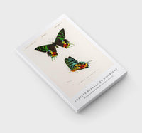 
              Charles Dessalines D'Orbigny - Madagascan Sunset Moth (Urania Riphaeus)
            