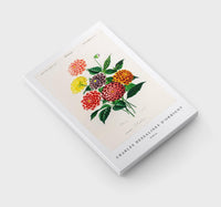 
              Charles Dessalines D'Orbigny - Dahlia
            
