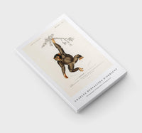 
              Charles Dessalines D'Orbigny - Chimpangze (Troglodyte Chimpanze)
            