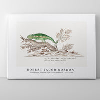 Robert Jacob Gordon - Bradypodion pumilum cape dwarf chameleon (1777–1786)
