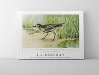 
              J L Ridgway - The American Golden Plover (Charadrius Dominicus) 1859-1947
            
