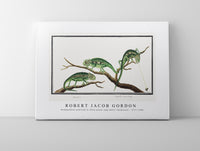 
              Robert Jacob Gordon - Bradypodion pumilum in three poses cape dwarf chameleon (1777–1786)
            