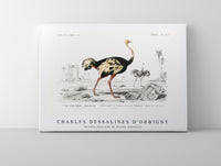 
              Charles Dessalines D'Orbigny - Struthio (Autruche de lancien continent)
            