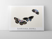 
              Kamisaka Sekka - Japanese butterfly (One Thousand Butterflies) - 1904 (5)
            