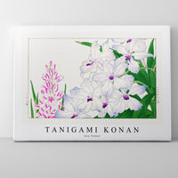 Tanigami Konan - Ixia flower