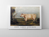 
              John James Audubon - A Young Bull (ca. 1849)
            