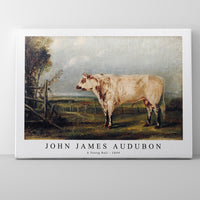 John James Audubon - A Young Bull (ca. 1849)