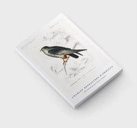 
              Charles Dessalines D'Orbigny - Red-footed Falcon (Falco rufipes)
            