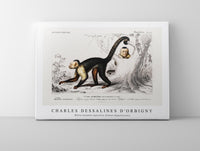 
              Charles Dessalines D'Orbigny - White-headed capuchin (Cebus Hypoleucus)
            