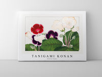 
              Tanigami Konan - Gloxinia flower
            