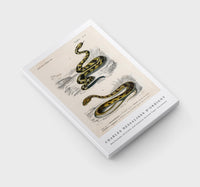 
              Charles Dessalines D'Orbigny - Rattlesnake (Crotale) and Saharan horned Viper (Cerastes)
            