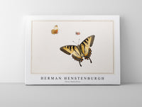 
              Herman Henstenburgh - Three Butterflies
            