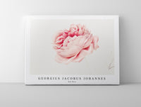 
              Georgius Jacobus Johannes - Red Rose
            