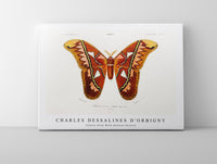 
              Charles Dessalines D'Orbigny - Attacus Atlas Moth (Attacus Aurora)
            