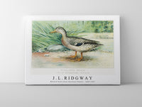 
              J L Ridgway - Mallard Duck (Anas Boschas) Female 1859-1947
            