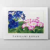 Tanigami Konan - Vintage cineraria flower