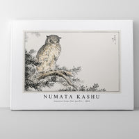 Numata Kashu - Japanese Scops Owl and Fir illustration from Pictorial Monograph of Birds (1885)