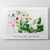 Tanigami Konan - Dendobium flower