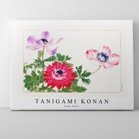 Tanigami Konan - Poppy flower