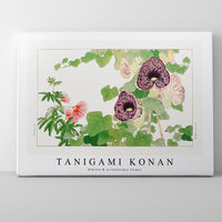 Tanigami Konan - Albizia & aristolochia flower