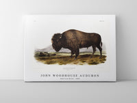 
              John Woodhouse Audubon - American Bison (Bos Americanus) from the viviparous quadrupeds of North America (1845)
            