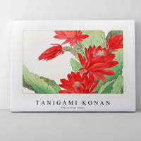 Tanigami Konan - Phyiiocactus flower