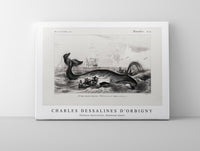 
              Charles Dessalines D'Orbigny - Balaena mysticetus, Bowhead whale
            